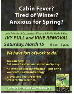 FOCW ivy and vine pull day