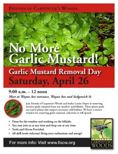 FOCW garlic mustard removal day