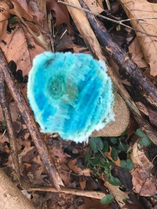 A cut stump in Carpenter's Woods, treated with herbicide containing a blue dye.